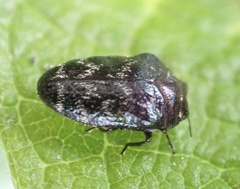 Trachys minutus