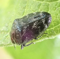 Trachys minutus