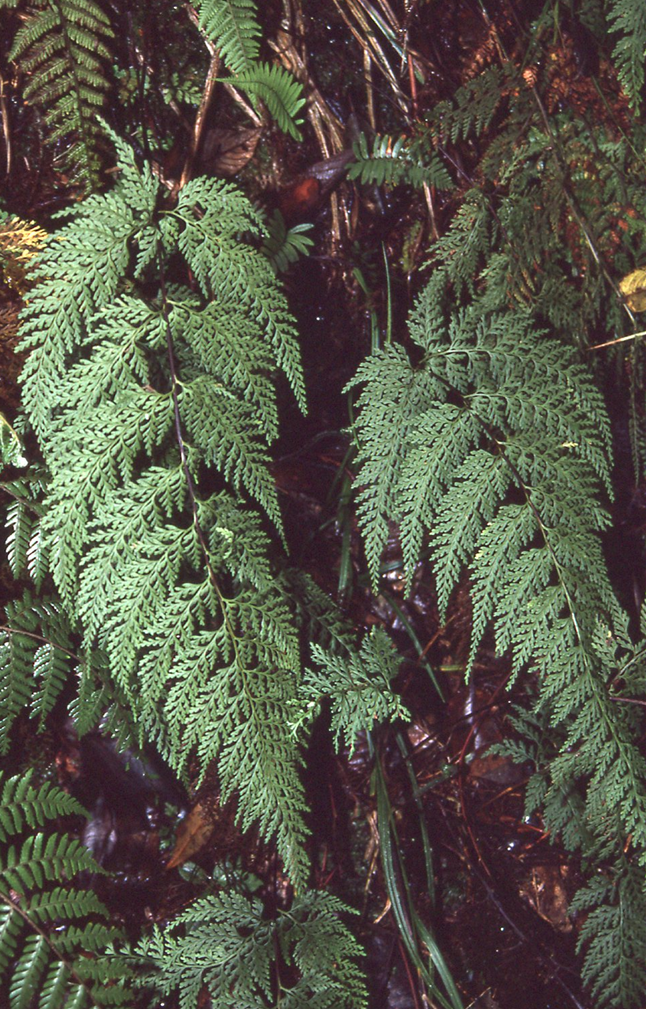 Dennstaedtia terminalis