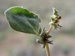 Atriplex leptocarpa