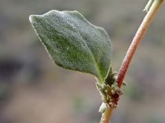 Atriplex leptocarpa