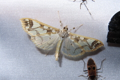 Polythlipta divaricata