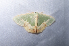 Eucyclodes lalashana