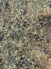 Ammodendron bifolium