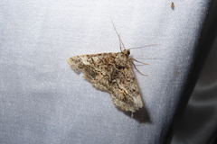 Alcis taiwanovariegata