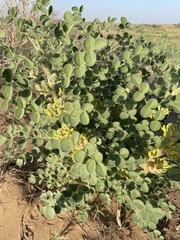 Astragalus sphaerophysa