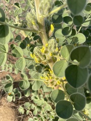 Astragalus sphaerophysa