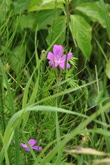 Geranium palustre