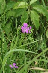 Geranium palustre