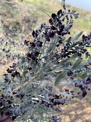 Ammodendron bifolium