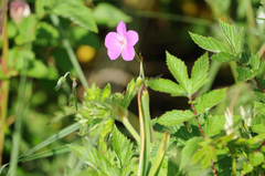 Geranium palustre
