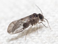 Peripsocus madidus
