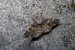 Alcis taiwanovariegata