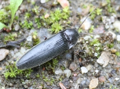 Melanotus castanipes