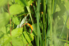 Triphragmium ulmariae