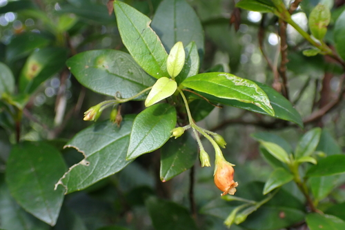 Coronanthera