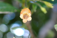 Coronanthera deltoidifolia