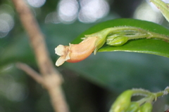 Coronanthera deltoidifolia