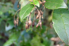Coronanthera deltoidifolia