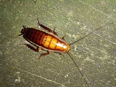 Drymaplaneta heydeniana