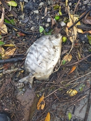 Selenotoca multifasciata