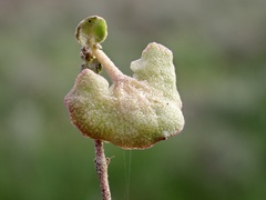 Atriplex stipitata