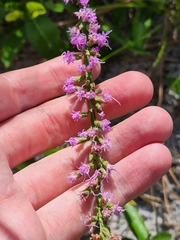 Liatris laevigata
