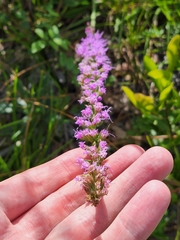 Liatris laevigata