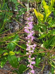 Liatris laevigata