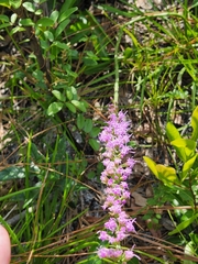 Liatris laevigata