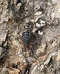 Protolophus tuberculatus