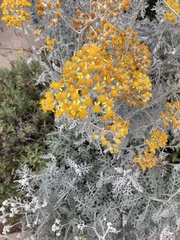 Constancea nevinii