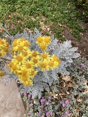Constancea nevinii