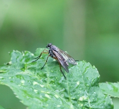 Rhagio annulatus