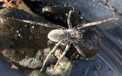 Pardosa steva
