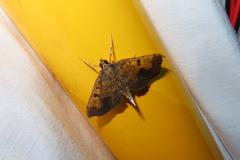 Ceratarcha umbrosa