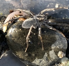 Pardosa steva