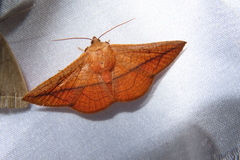 Sonagara strigipennis