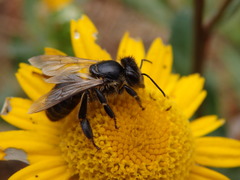 Andrena denticulata
