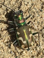 Cicindela decemnotata