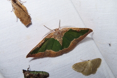 Celenna festivaria