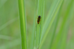 Rhagonycha lutea
