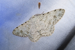 Lassaba parvalbidaria