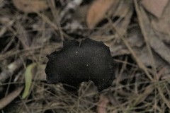 Cortinarius kioloensis