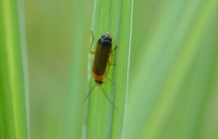 Rhagonycha lutea