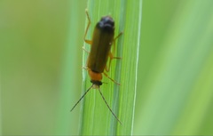 Rhagonycha lutea