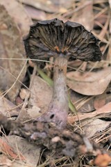 Cortinarius kioloensis