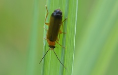 Rhagonycha lutea