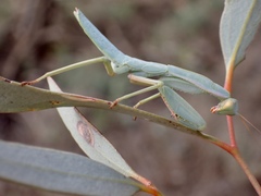 Trachymantis dentifrons