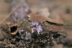 Cortinarius kioloensis